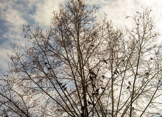 birds on tree and cloudy sky