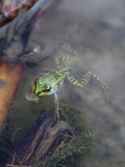 frog in water