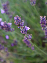 close up of lavender flowers