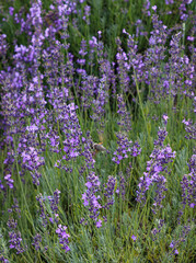 field of lavender flowers