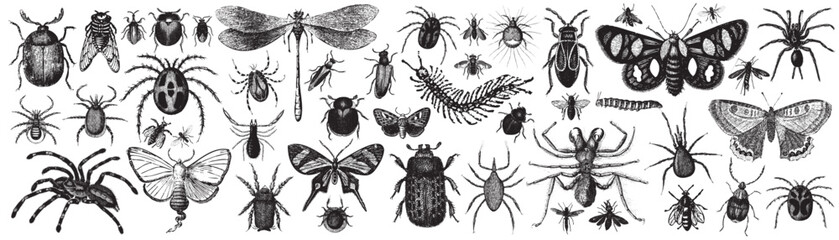 Insect collection illustration, drawing, engraving, ink, line art, vector illustration. Hand-sketched insects collection. Hand drawn beetles, bugs, butterflies, dragonfly, cicada, moths set in vintage