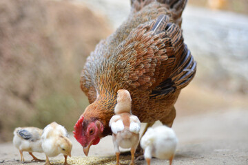 Chicken, farming and agriculture on grass, field or outdoor for free range eating, organic or sustainable farm. Poultry, birds or animal for protein, meat or pet in nature together for sustainability