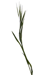 plant isolated on white