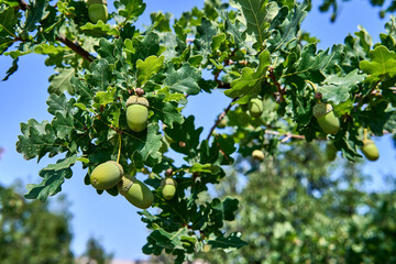 Oak tree branch with acorns in natural sunlight