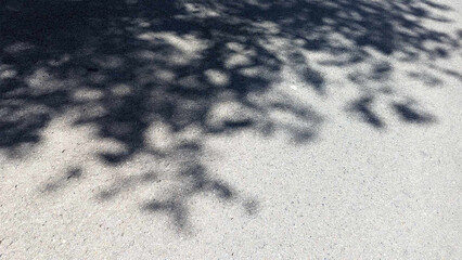 Abstract background of shadows leaves on a white wall. White and Black. Overlay effect for photo. Gray shadow of the wild roses leaves on a white wall. Abstract neutral nature concept background.