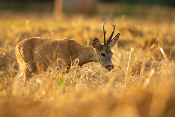 Roe deer buck in a field with grain