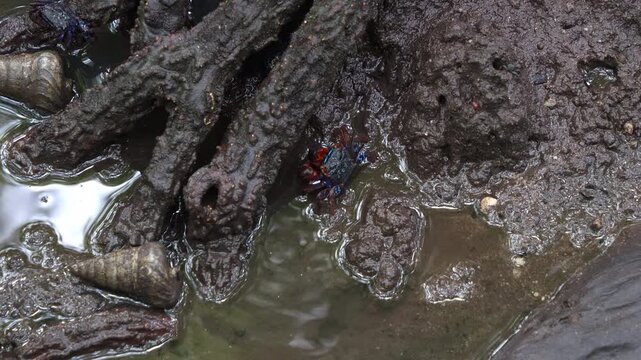 Face-banded crab foraging on the sediments around the mangrove roots in the mudflats, close up shot of the marine creature during low tide period.