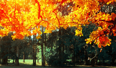 Autumn leaves background -oak tree branch with orange foliage lit by sunshine, sunny autumn landscape in bright sunlight