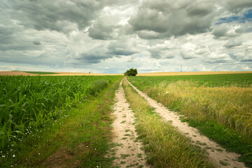 Dirt road through farmland and cloudy sky