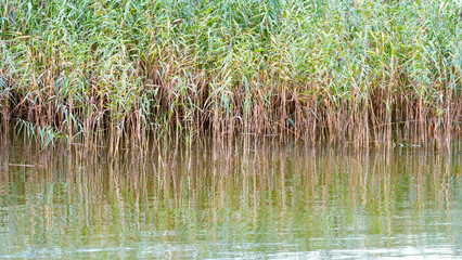 Reeds on the Baltic Sea, Coastal vegetation of the Baltic Sea bays
