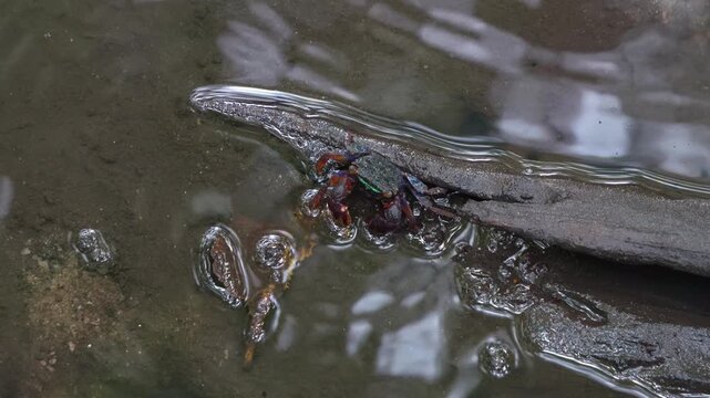 Face banded crab foraging on the fallen rotten leaf on a mangrove wetland environment, close up shot of the marine creature during low tide period.