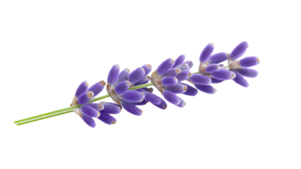 A lavender sprig, aromatic flower element, minimalistic design, soft purple hues, isolated on transparent background