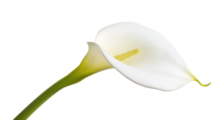 A single calla lily, elegant flower element, photorealistic style, pure white, isolated on transparent background