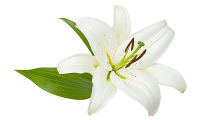 Obraz premium A white lily flower, purity symbol, realistic style, pure white with green leaves, isolated on transparent background