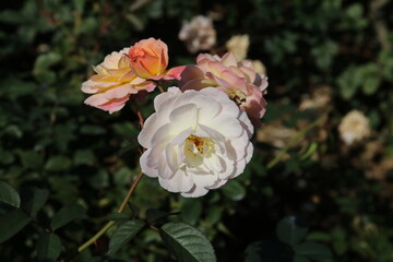 秋の薔薇。ムーンスプライト。