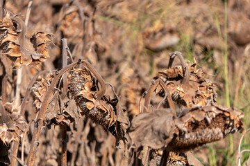 Dry Sunflower Heads: Nature's Golden Beauty Captured