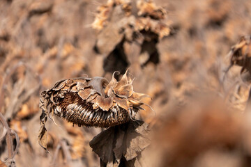 Dry Sunflower Heads: Nature's Golden Beauty Captured