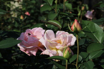 秋の薔薇。コンフィダンス。