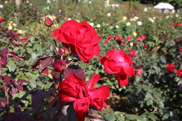 秋の薔薇。ユーロピアーナ。