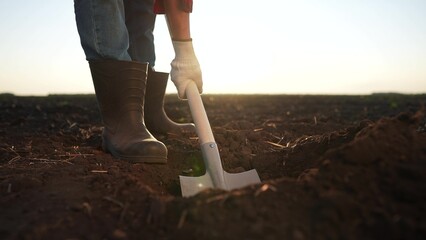 The farmer is digging the field with shovel. garden soil dig concept. a farmer digs the soil with a shovel into the ground with his feet. a lifestyle farmer with his legs shoveling a field. © maxximmm