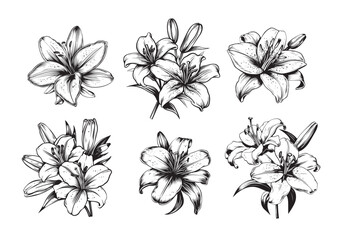 Set of lilies sketch hand drawn in doodle style illustration