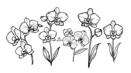 Hand drawn set with orchid flowers. Black and white vector illustration isolated on white © BigJoy