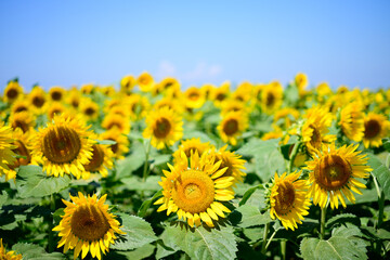 真夏の青空に映えるひまわりがいっぱい