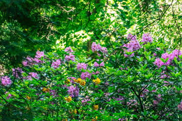 Botanical garden Arboretum Mlnyany in Nitra region, Slovakia