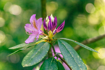 Botanical garden Arboretum Mlnyany in Nitra region, Slovakia
