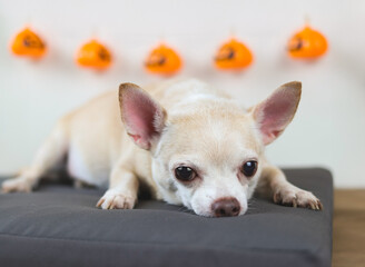 brown short hair chihuahua dog   lying down on gray cushion  in a room  with halloween decorations.