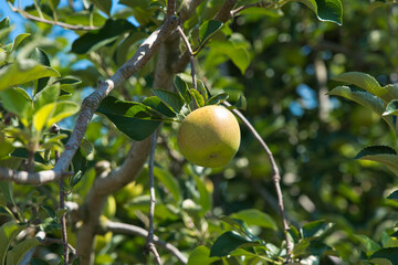 Apples growing on a tree