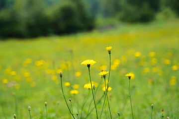 Dandelion