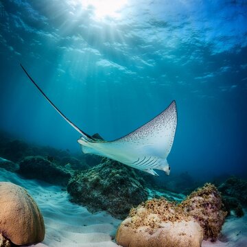 stingray fish under the sea, AI generated