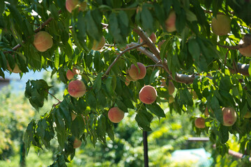 Peaches before harvest