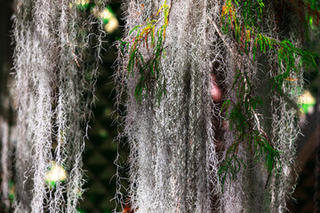 Majestic tree adorned with lush green moss gracefully hanging from its branches, creating a serene...