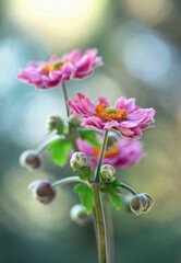 Różowe kwiaty Zawilców japońskich ( Anemone ) © mycatherina