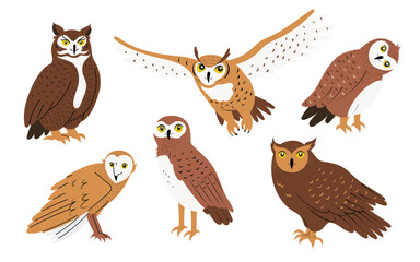 Set with 6 different owls, pygmy, barn, horned and forest. Hand drawn nocturnal birds of prey, isolated on white vector illustrations