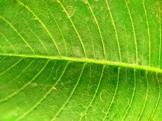 close up of green leaf