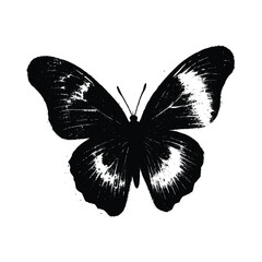 Black and White Butterfly Silhouette Illustration