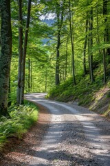 A dirt road surrounded by trees in a dense forest