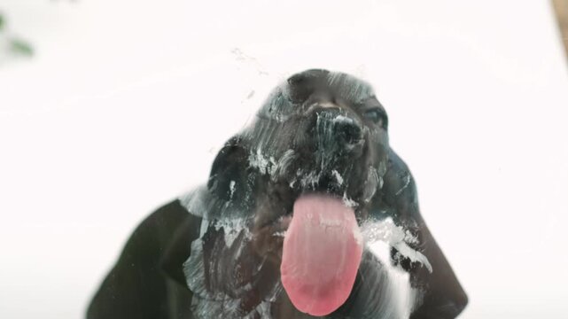 little funny black pedigreed cute German great dane dog on white background licking glass and screen. dog behind glass screen in studio. funny pets concept. 4K footage