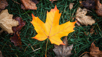 "Yellow, orange, red, and brown autumn leaves scattered on the ground in a picturesque fall park. A golden maple leaf is prominently visible on the green, dry garden grass, 