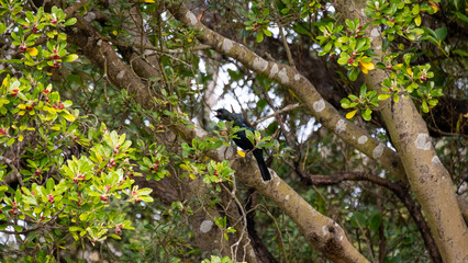 Fototapeta premium Scenic view of native New Zealand tui bird singing in a tree in Wellington Botanic Garden in NZ Aotearoa