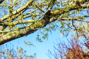 spring in the forest
