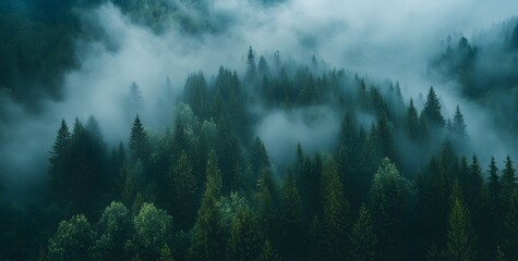 Misty forest landscape with dark green trees and foggy mountains. Aerial view of coniferous tree tops in mist, natural background. Minimal nature photography.