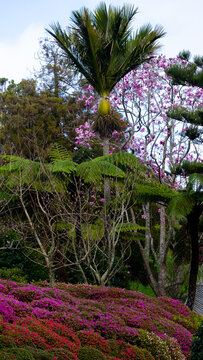 Scenic view of nikau palm tree, plants and flowers in Wellington Botanic Garden in capital city of Wellington, New Zealand Aotearoa