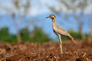 Double-striped Thick-knee (Burhinus bistriatus) standing on plowed farmland, Costa Rica