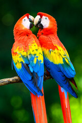 Two Scarlet Macaw (Ara macao) quarreling together, Costa Rica.