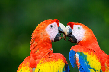 Two Scarlet Macaw (Ara macao) quarreling together, Costa Rica.