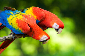Two Scarlet Macaw (Ara macao) sitting on a branch, looking to each other, Costa Rica. © andreanita
